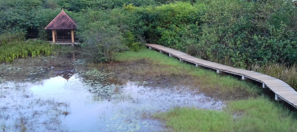 Beddagana Urban Wetland Park. Photo: Nadeera Rajapakse Beddagana Urban Wetland Park. Photo: Nadeera Rajapakse