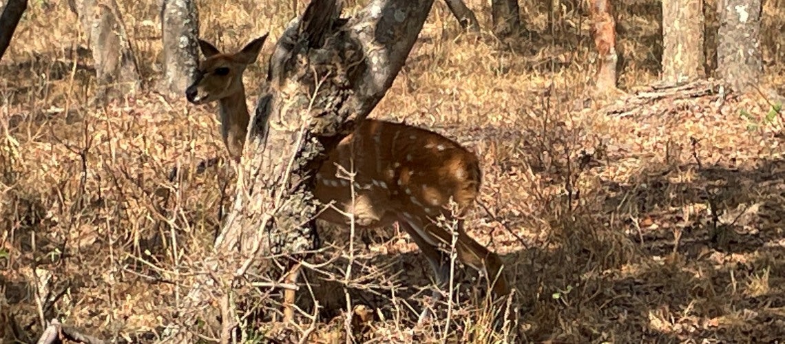 Animals in Zambia?s protected areas are being depleted due to poaching. Animals in Zambia?s protected areas are being depleted due to poaching.